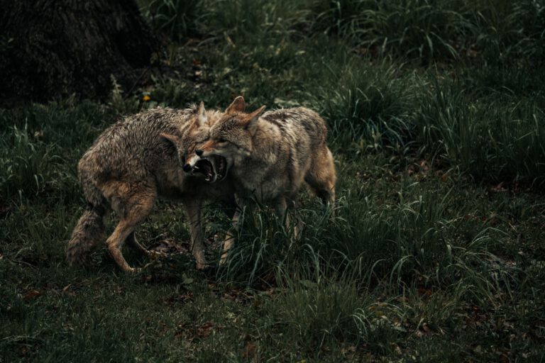 Αφίσα της ταινίας Coyote vs Acme με χαρακτήρες Looney Tunes