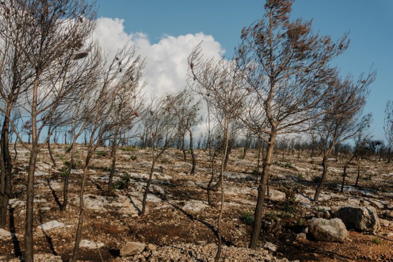 Χαλκιδική: Στάχτη και αποκαΐδια από δασική πυρκαγιά – Ενεργή η υποστήριξη των πυρόπληκτων μέσω ειδικής πλατφόρμας