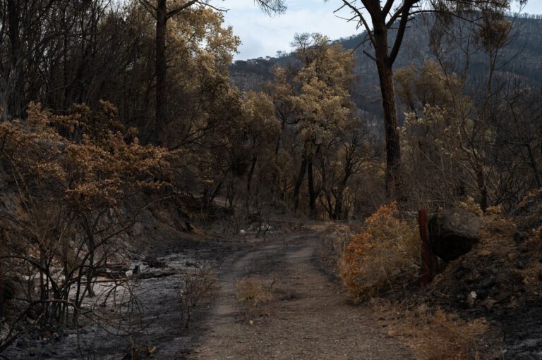 Πυρκαγιά στη Χαλκιδική και ψηφιακή πλατφόρμα για προσωρινή διαμονή πυρόπληκτων