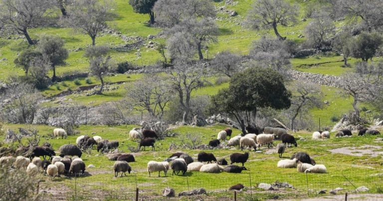 Αφθώδης πυρετός στη Λέσβο: «Μπλόκο» της Αποκεντρωμένης Διοίκησης στη διακοπή των θανατώσεων