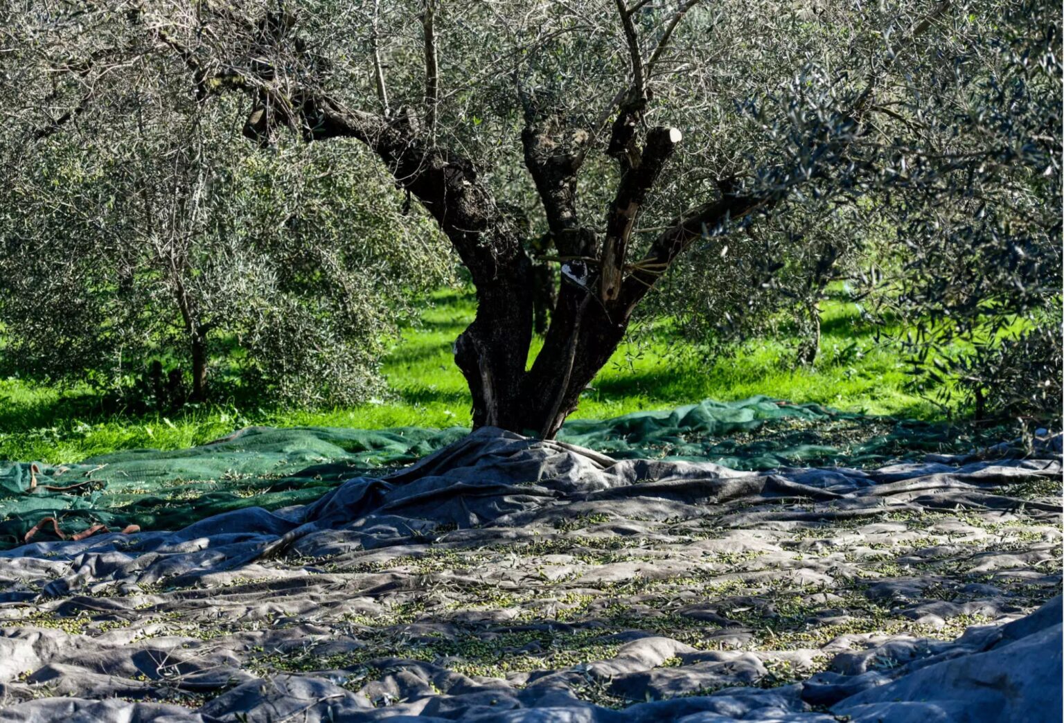 Ηλεία: Βρέθηκε νεκρός 73χρονος που ήρθε από την Αθήνα για τις ελιές