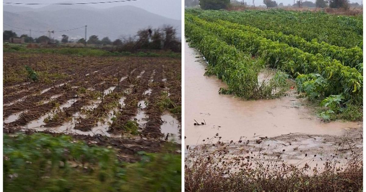 Πλημμύρες στην Κρήτη: Καταστροφή αγροτικής παραγωγής στο Οροπέδιο Λασιθίου