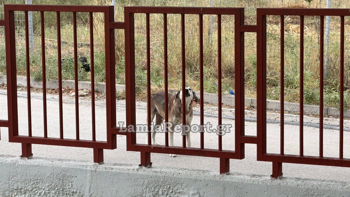 Λαμία: Αδέσποτος σκύλος επιτέθηκε σε μητέρα έξω από νηπιαγωγείο