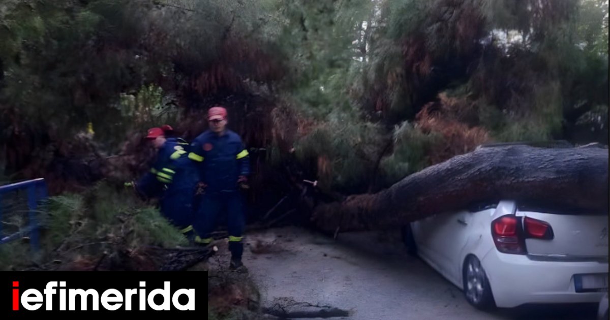 Πεύκο καταπλάκωσε ΙΧ έξω από σχολείο στο Παλαιό Φάληρο